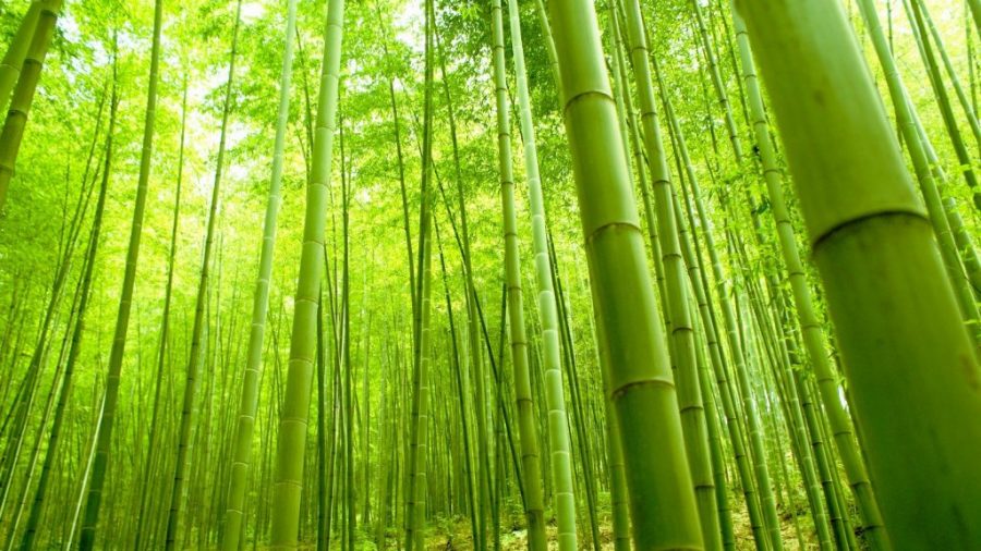 Bamboo Lattern