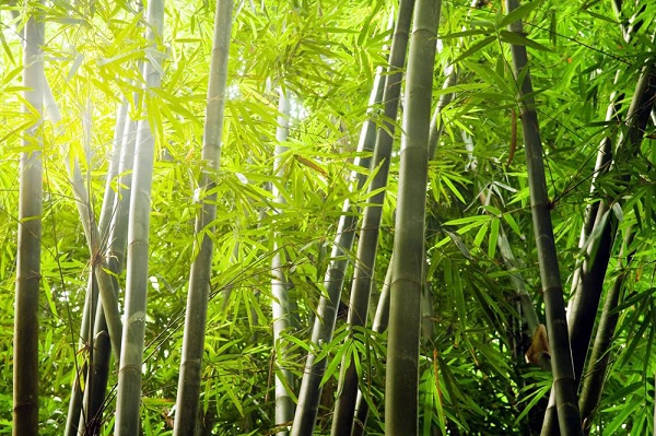 bamboo material - Viettime sustainable materials