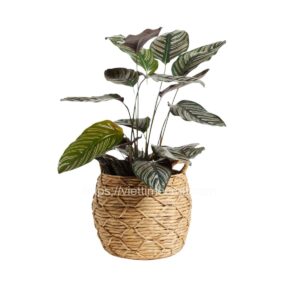 Viettimecraft - Braided Water Hyacinth Basket with Scalloped Edge Wholesale - Vietnam handicraft supplier