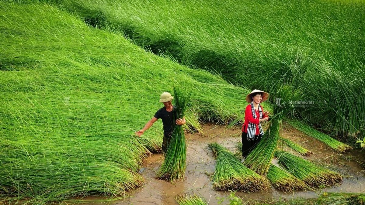 Wholesale seagrass products supplied by Vietnam manufacturer