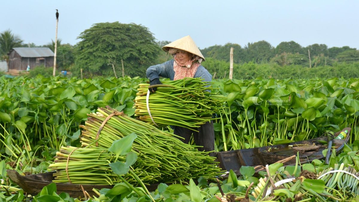 Harvesting Water Hyacinth for Sustainable Handicraft Production
