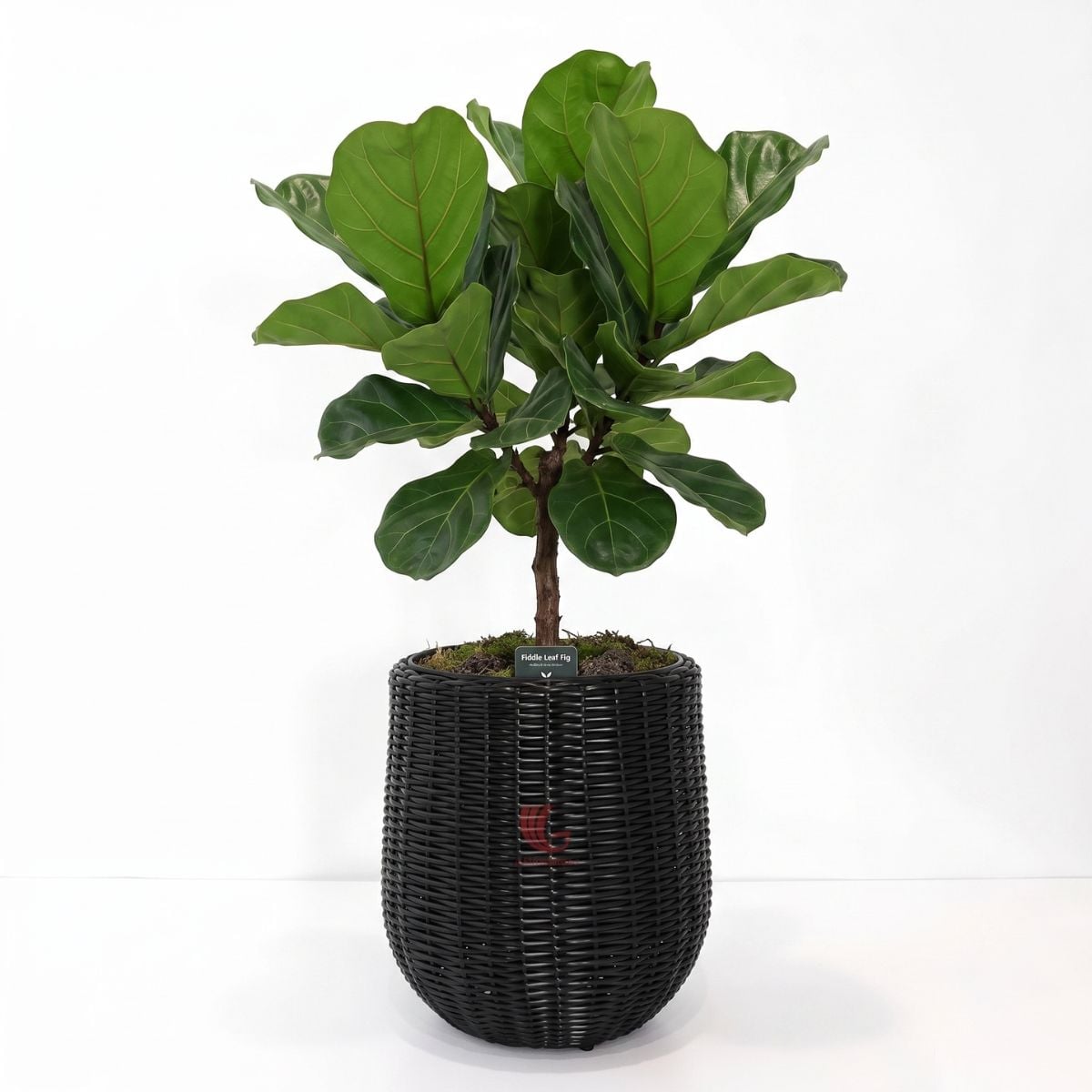 Removable plastic liner inside a PE rattan planter for easy planting